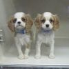 NYC's Pet Store Pups Are Still Mostly From Puppy Mills
